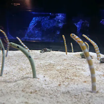 すみだ水族館に投稿された画像（2020/9/11）