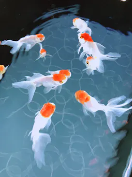 すみだ水族館に投稿された画像（2020/9/12）