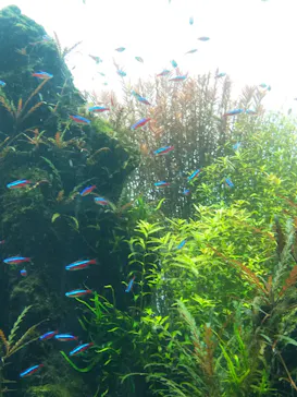 すみだ水族館に投稿された画像（2020/9/12）