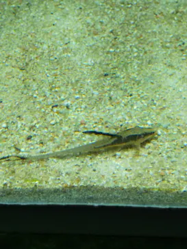 すみだ水族館に投稿された画像（2020/9/12）