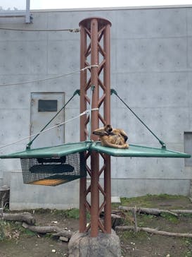 旭川市旭山動物園に投稿された画像（2020/9/12）