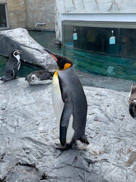 旭川市旭山動物園に投稿された画像（2020/9/12）