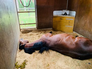 ノーザンホースパークに投稿された画像（2020/9/12）