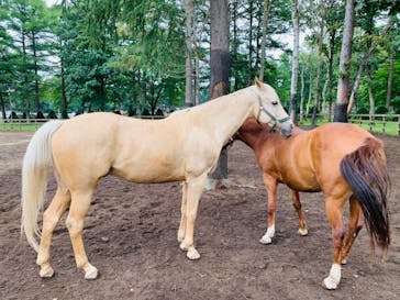 ノーザンホースパークに投稿された画像（2020/9/12）