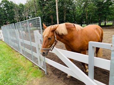 ノーザンホースパークに投稿された画像（2020/9/12）