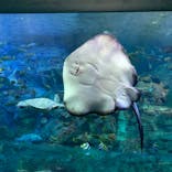 大分マリーンパレス水族館 「うみたまご」に投稿された画像（2020/9/12）
