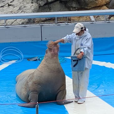 大分マリーンパレス水族館 「うみたまご」に投稿された画像（2020/9/12）