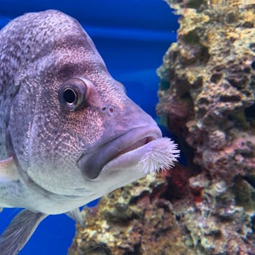 大分マリーンパレス水族館 「うみたまご」に投稿された画像（2020/9/12）