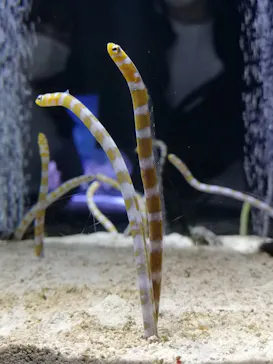 すみだ水族館に投稿された画像（2020/9/12）