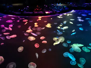 すみだ水族館に投稿された画像（2020/9/12）