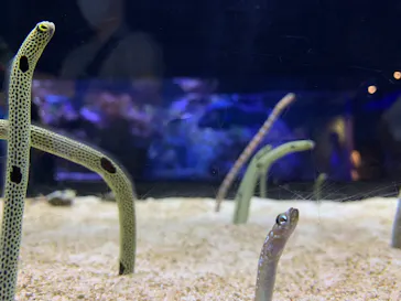 すみだ水族館に投稿された画像（2020/9/12）