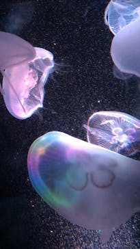 京都水族館に投稿された画像（2020/9/12）