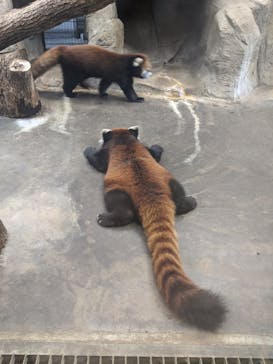 天王寺動物園に投稿された画像（2020/9/12）