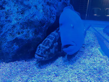 すみだ水族館に投稿された画像（2020/9/12）