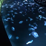 すみだ水族館に投稿された画像（2020/9/12）