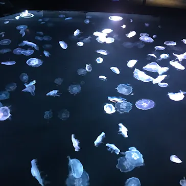 すみだ水族館に投稿された画像（2020/9/12）