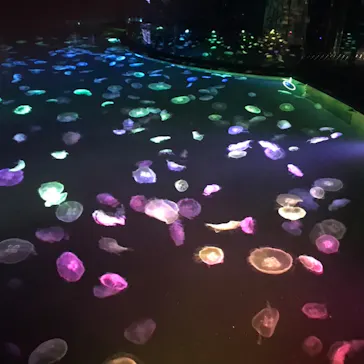 すみだ水族館に投稿された画像（2020/9/12）