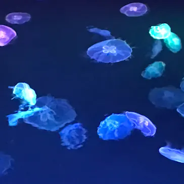 すみだ水族館に投稿された画像（2020/9/12）