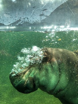 天王寺動物園に投稿された画像（2020/9/12）