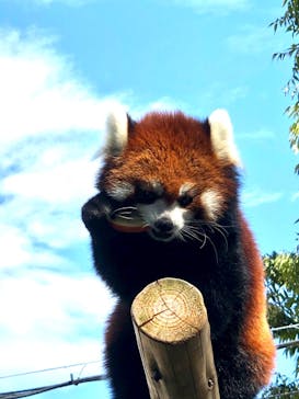 天王寺動物園に投稿された画像（2020/9/12）