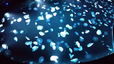 すみだ水族館に投稿された画像（2020/9/12）