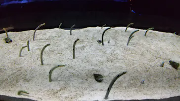 すみだ水族館に投稿された画像（2020/9/12）