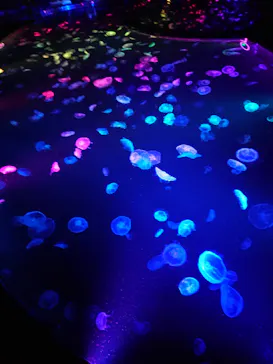 すみだ水族館に投稿された画像（2020/9/12）