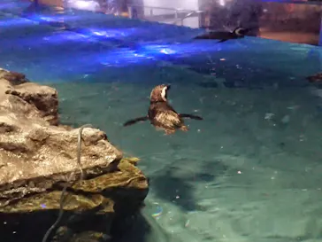 すみだ水族館に投稿された画像（2020/9/12）