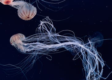 サンシャイン水族館に投稿された画像（2020/9/12）