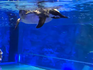 すみだ水族館に投稿された画像（2020/9/12）