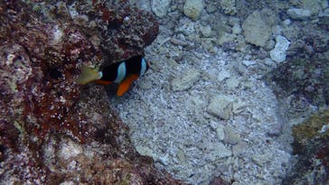 ダイビングショップ Sea Free（シーフリー）に投稿された画像（2020/9/13）