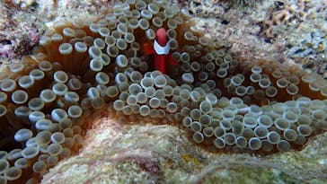 ダイビングショップ Sea Free（シーフリー）に投稿された画像（2020/9/13）