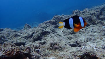 ダイビングショップ Sea Free（シーフリー）に投稿された画像（2020/9/13）