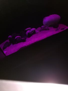 サンシャイン水族館に投稿された画像（2020/9/13）