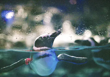 すみだ水族館に投稿された画像（2020/9/13）