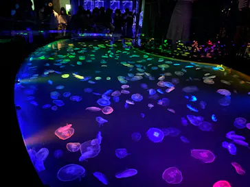 すみだ水族館に投稿された画像（2020/9/13）