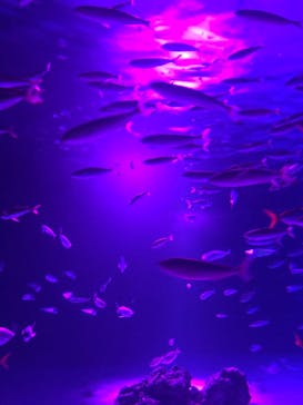 サンシャイン水族館に投稿された画像（2020/9/13）