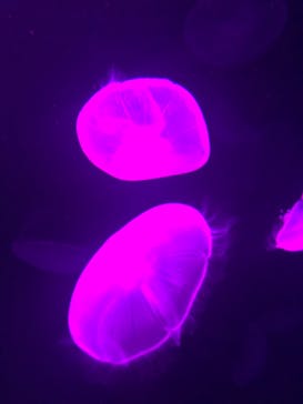 サンシャイン水族館に投稿された画像（2020/9/13）