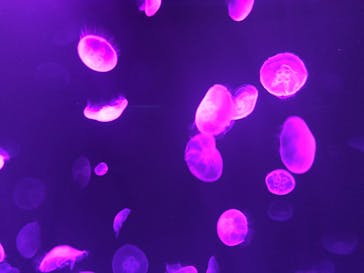 サンシャイン水族館に投稿された画像（2020/9/13）