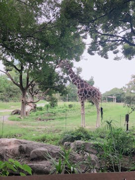 天王寺動物園に投稿された画像（2020/9/13）