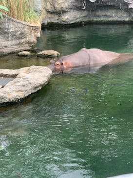 天王寺動物園に投稿された画像（2020/9/13）