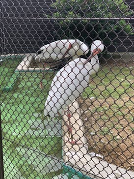 天王寺動物園に投稿された画像（2020/9/13）