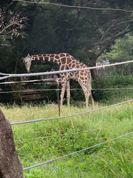 天王寺動物園に投稿された画像（2020/9/13）