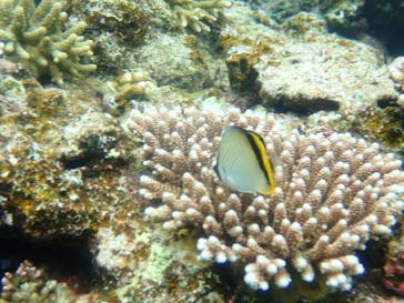 石垣島 ADVENTURE PiPi（イシガキジマアドベンチャーピピ）に投稿された画像（2020/9/13）