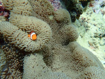 石垣島 ADVENTURE PiPi（イシガキジマアドベンチャーピピ）に投稿された画像（2020/9/13）