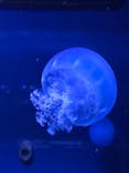 すみだ水族館に投稿された画像（2020/9/13）