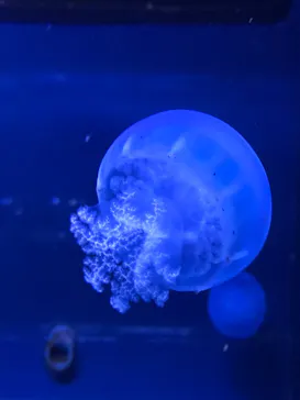 すみだ水族館に投稿された画像（2020/9/13）