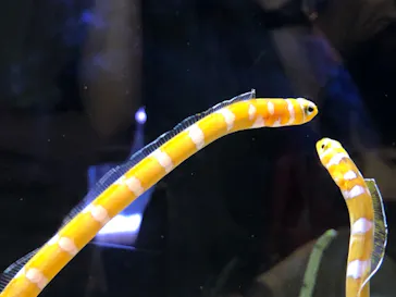 すみだ水族館に投稿された画像（2020/9/13）