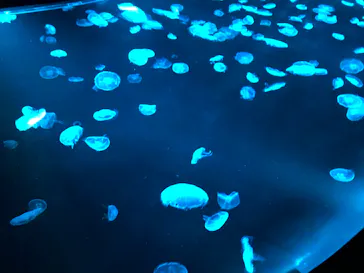 すみだ水族館に投稿された画像（2020/9/13）