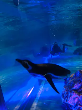 すみだ水族館に投稿された画像（2020/9/13）